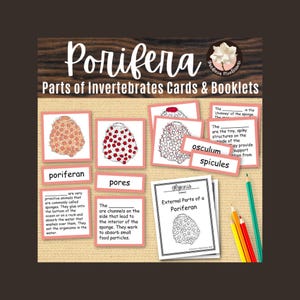 Educational Printable: Sponge & Porifera Anatomy Booklet - Montessori Invertebrate Science Cards for Kids