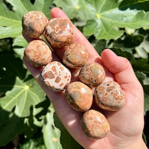 Leopardite Jasper Tumbled Stones | Leopard Jasper Pocket Stones