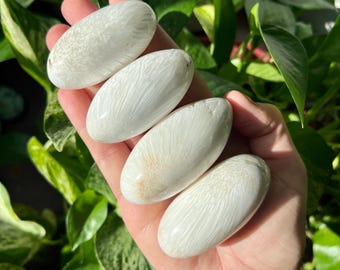 May include: Four white, smooth, oval-shaped stones with a striated pattern. The stones are arranged in a hand, with the largest stone at the top and the smallest stone at the bottom.
