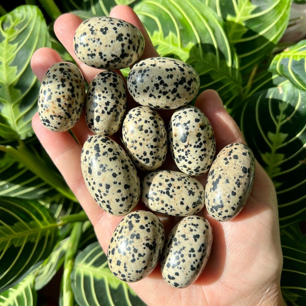 Dalmatian Jasper Tumbled Stones | Dalmatian Jasper Pocket Stones | Polished