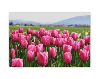 Lienzo Un mar de tulipanes rosas, envuelto en galería