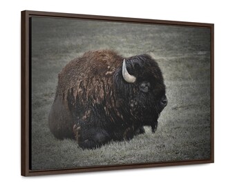 Bisonte americano, Parque Nacional de Yellowstone, Gallery Canvas Wraps, enmarcado