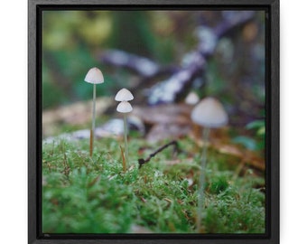 Setas de hadas del bosque, Galería envuelta, Lienzo enmarcado cuadrado, Fotografía del bosque, Hongos