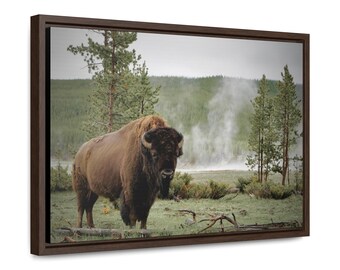 Bisonte americano, Yellowstone, Parque Nacional de Yellowstone, Gallery Canvas Wraps, Enmarcado, Vida silvestre, Fotografía, Géiser, Buffalo, Lámina artística