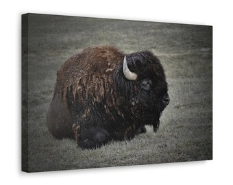 Bisonte Americano, Yellowstone, Fotografía De Vida Silvestre