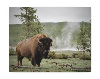 Bisonte americano, Yellowstone, lienzo envuelto en galería