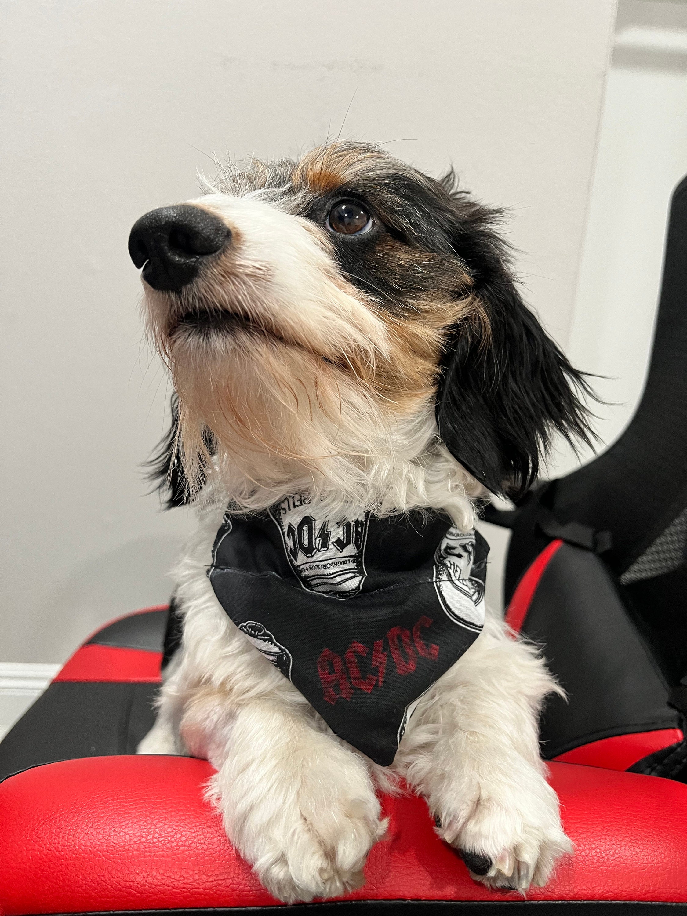 AC/DC Dog Bandana Etsy