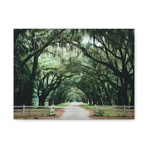 Savannah Georgia Live Oak Tree Matte Canvas Print, Stretched, 1.25&quot;