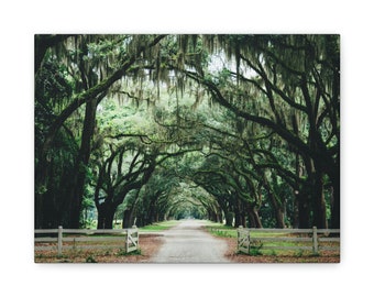 Savannah Georgia Live Oak Tree Matte Canvas Print, Stretched, 1.25"