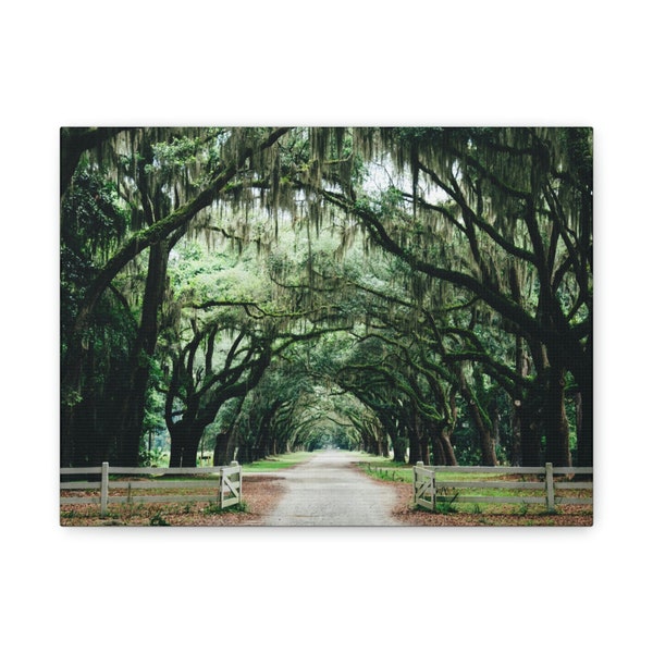 Savannah Georgia Live Oak Tree Matte Canvas Print, Stretched, 1.25"