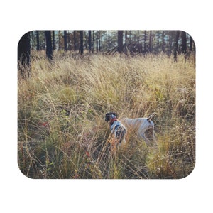 May include: Two dogs, one black and white and one white with brown spots, walk through tall grass in a forest setting.