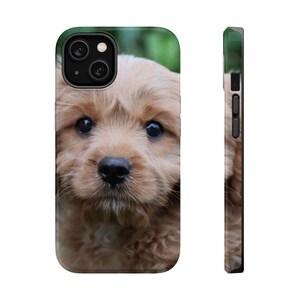 May include: A close-up of a golden brown puppy with big brown eyes. The puppy is looking directly at the camera. The puppy's fur is soft and fluffy.