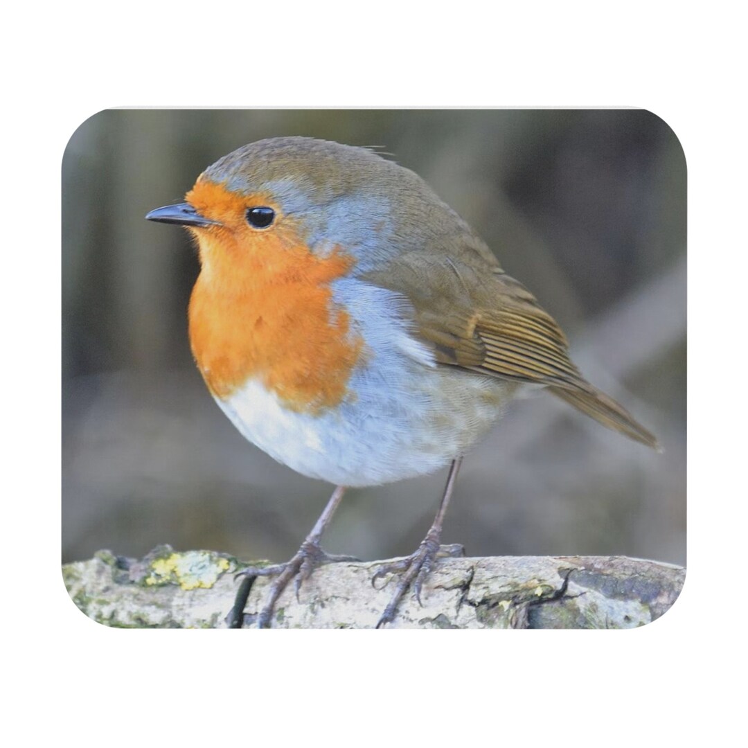 Prety Robi Pretty Robin Bird Mouse Pad: Bird Posing Art Decoration - Etsy