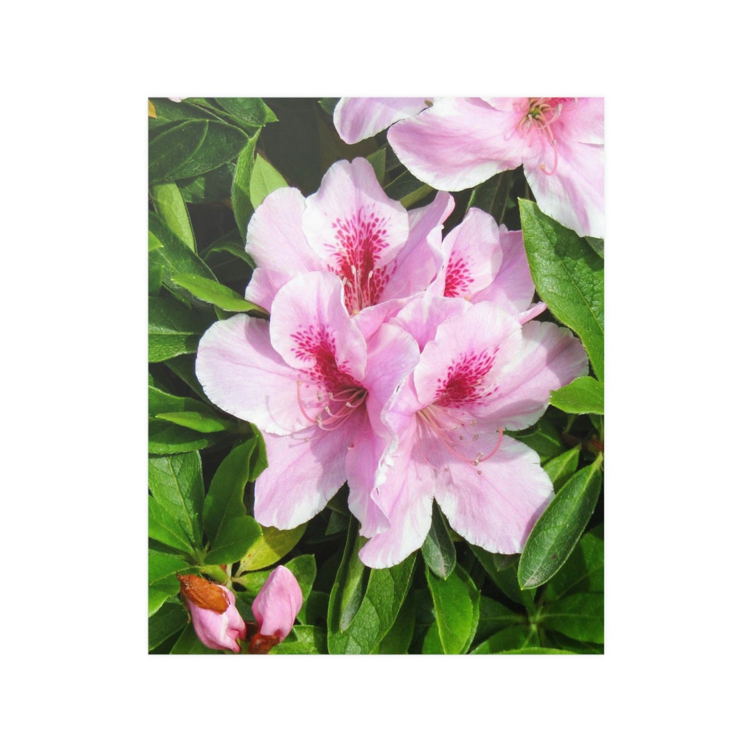 Pink Azalea Flower Art Print: Southern Floral Poster - Etsy
