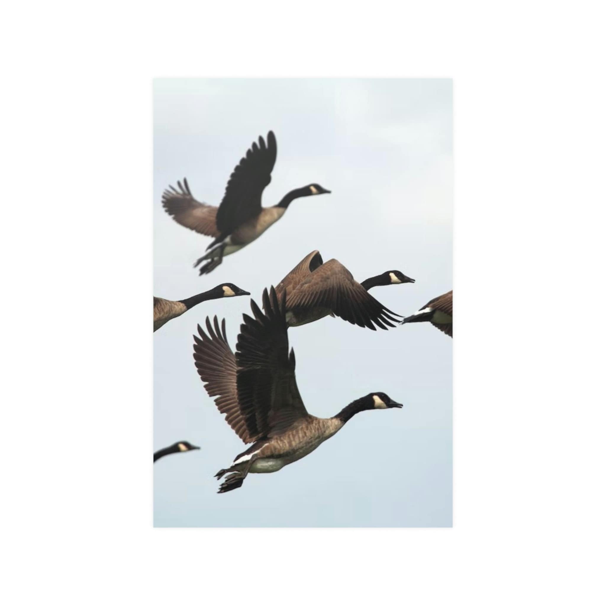 Flying Canada Geese Poster, Canada Geese Flying, Canada, Geese, Flying ...