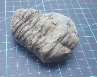 Ancient Trilobite fossil