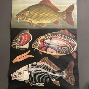 Alte Schulwandkarte Druck auf Leinen Fisch Barsch