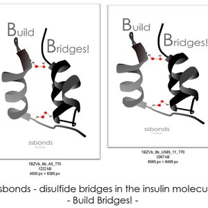 Könnte beinhalten: Ein Diagramm, das die Disulfidbrücken im Insulinmolekül zeigt. Das Bild trägt den Titel "Build Bridges!" und zeigt zwei Ketten des Moleküls, die durch drei Disulfidbrücken verbunden sind. Der Text "ssbonds" ist ebenfalls im Bild enthalten.
