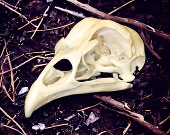 Chicken Skull-Grade A