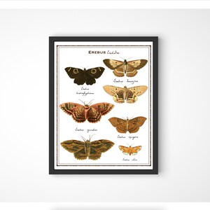Erebus Moth Collection - Victorian Naturalist Decor