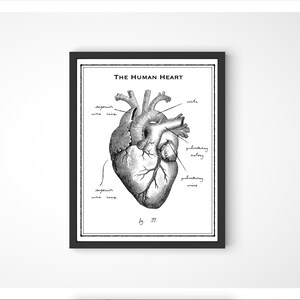 The Human Heart - Anatomical Drawing with Labels - Victorian Naturalist Decor