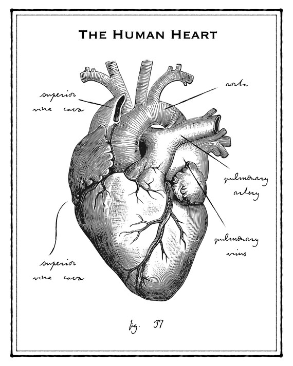 Human Heart Drawing With Labels Human Heart Drawing With Labels