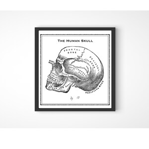 The Human Skull - Anatomical Drawing with Labels - Victorian Naturalist Decor