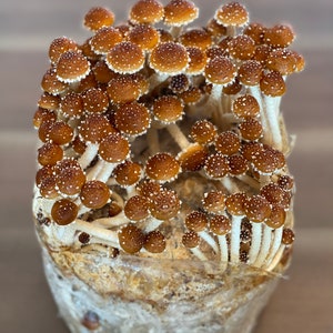 3 lbs Sterilized Rye Grain Spawn Bag Grow Bag for Mushroom Cultivation With Injection Port - Rye Berry Substrate Organic