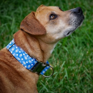 Blue Daisy Dog Collar: 1.5 Inch Thick Collar for Large Breeds
