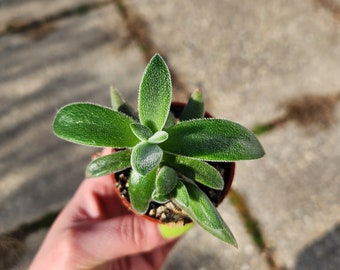 crassula mesembryanthemoides tenelli, crassula, crassula tenelli, suculenta difusa, suculenta de terciopelo, suculenta de 2 pulgadas, plantas, plantas de interior