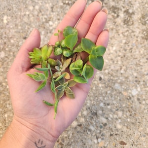 10 Succulent cuttings, succulent cuttings, succulent variety, succulent propagation, bulk succulents, succulent wholesale
