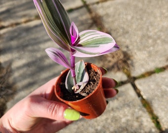 Tradescantia, tradescantia nanouk, pink plant, purple house plant, pink house plant small plant, indoor plant, house plants, baby plant