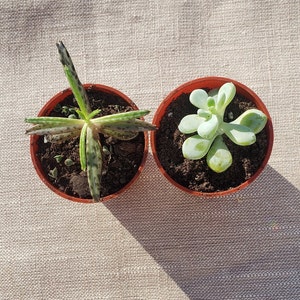Succulent Variety Pack, 2 pack, 4 pack, 8 pack, 12 pack, indoor plants, house plants