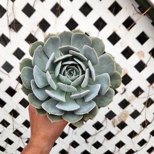 echeveria lilacina, 6 inch succulent, 6 inch echeveria lilacina