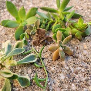 15 succulent cuttings, succulent cuttings, succulents, succulent, bulk succulents, wholesale succulents, succulent propagation