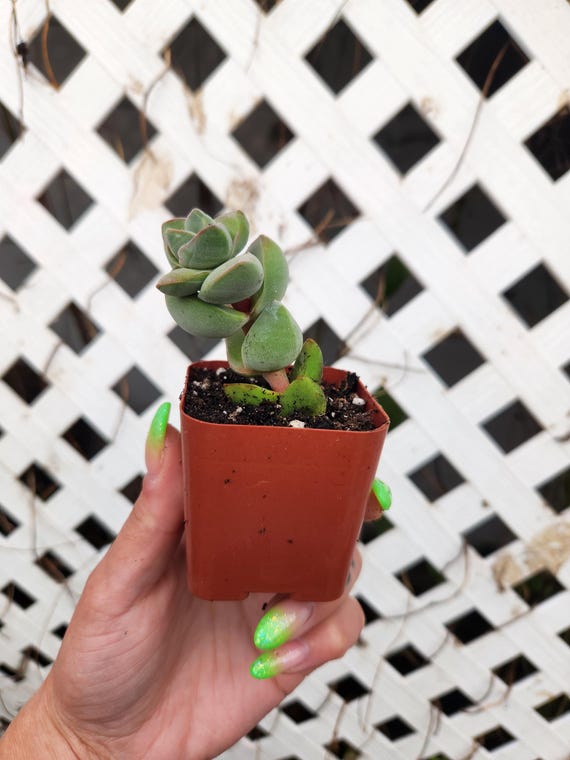 Jade, Jade Plant, Curly Jade Plant, Ripple Jade Plant, Crassula Arborescens  Ssp. Undulatifolia, Silver Jade, 2 Inch Succulent, 2 Inch Plant, - Etsy