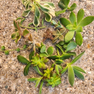 20 succulent cuttings, bulk succulents, succulent propagation, succulents, succulent, succulent cuttings