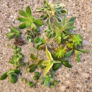 25 succulent cuttings, succulent cuttings, succulent propagation, succulent gardening, succulents, bulk succulents