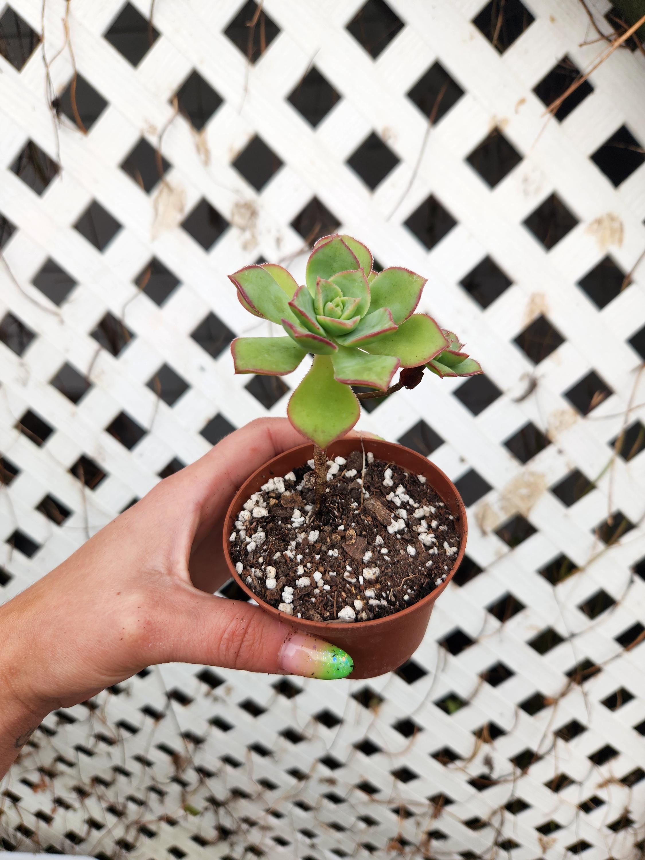 Aeonium Kiwi, 4 inch succulent, kiwi succulent, aeonium, succulent,  succulents, variegated, variegated succulent