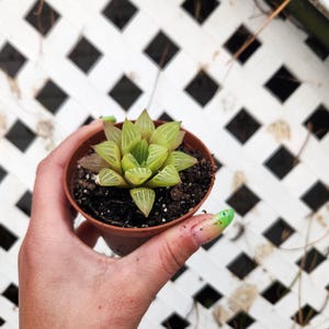 haworthia, 3 inch succulent, window haworthia, haworthia retusa