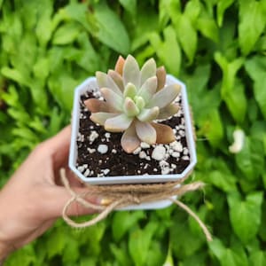 Succulent favors, custom favors, party favors, wedding favors, bridal shower favors, baby shower favors, succulents, custome succulent favor