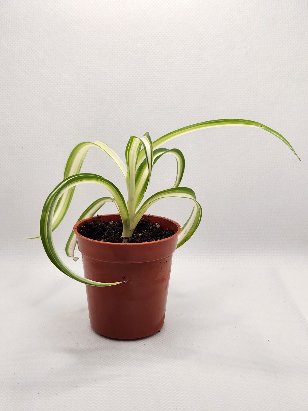 Spider Plant Spider Plant Babies Baby Spider Plant Spider Etsy