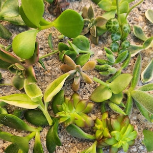 30 succulent cuttings, succulent cuttings, succulent variety box, succulent box, succulents, bulk succulents, succulent propagation
