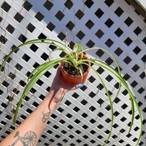 4 inch Spider Plant 'Bonnie', Chlorophytum comosum 'Bonnie'