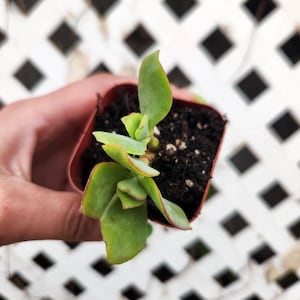 Jade, jadeplant, gekrulde jadeplant, rimpeljadeplant, Crassula arborescens ssp. undulatifolia, zilverjade, 2 inch succulent, 2 inch plant,
