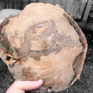 Huge Petrified Wood Slab
