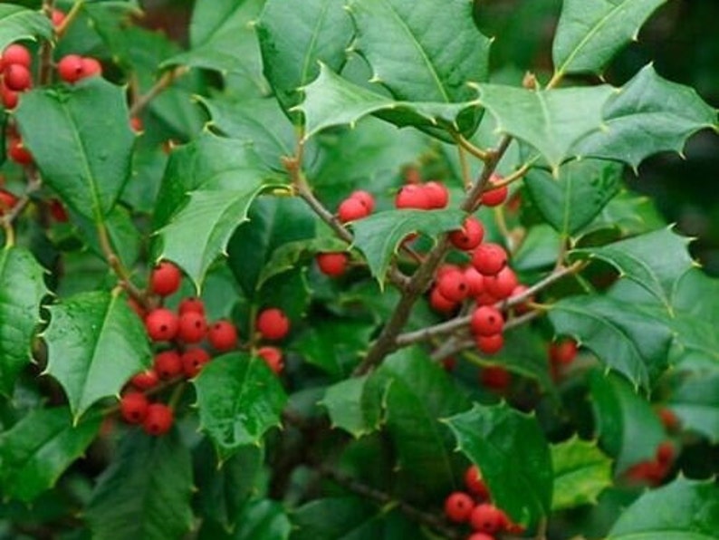 25 American Holly Trees Etsy
