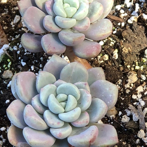 Echeveria Spotted Deer Cluster 4" Pot