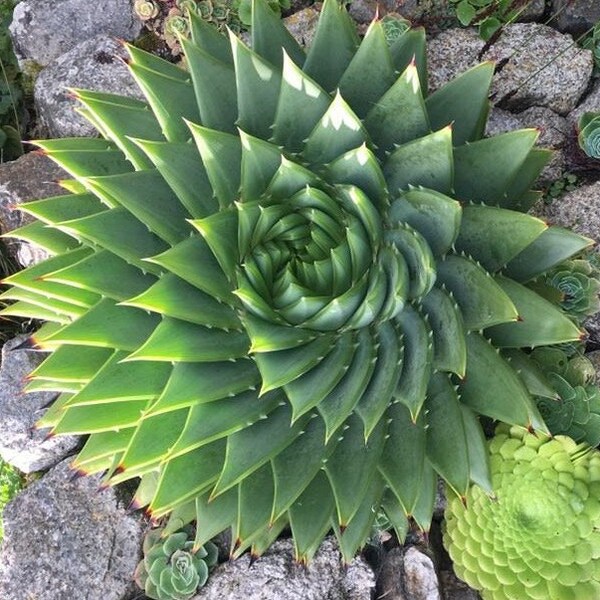 Spiral Aloe For Sale