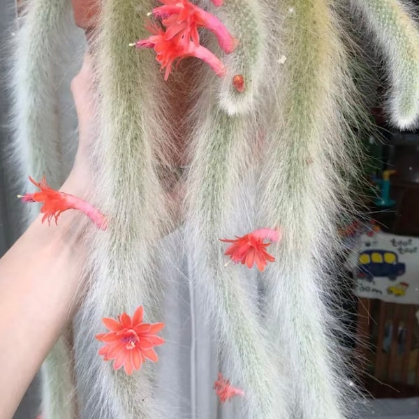 3-5 Heads 3"-16" Soft Silver Monkey Tail Cactus - Exact One In Picture (Rooted)